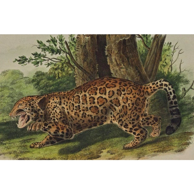Realism Audubon Jaguar: An Original 19th C. Audubon Hand Colored Quadruped Lithograph, 1849-1854 For Sale - Image 3 of 4