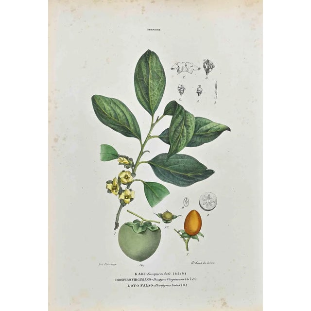 Vincenzo Tenore, The Ebenaceae, Lithograph, 1870s For Sale