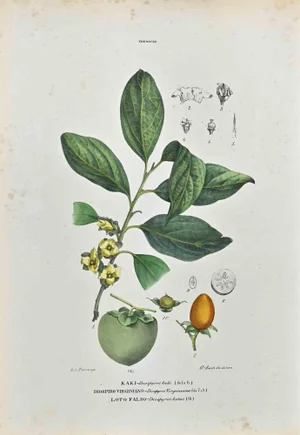 Vincenzo Tenore, The Ebenaceae, Lithograph, 1870s