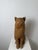 Montelupo Fiorentino Tuscan Artist, Sculpture of a Seated Cat, 19th Century, Terracotta For Sale - Image 6 of 18