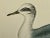 Antique Hand Colored Bird Print From England Showcasing a Grey Phalarope - Circa 1880 For Sale - Image 4 of 10