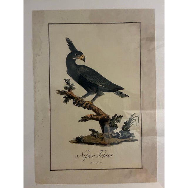 Large framed decorative ornithological print by Natural Curiosities depicting the dramatic “Nisser Tokoor,” or Black...