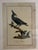 Large framed decorative ornithological print by Natural Curiosities depicting the dramatic “Nisser Tokoor,” or Black...