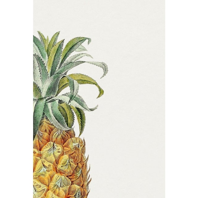 Yellow Vintage Hand-Drawn Pineapple, Botanical Art Print Reproduction, 20" X 30" For Sale - Image 8 of 10