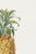 Yellow Vintage Hand-Drawn Pineapple, Botanical Art Print Reproduction, 20" X 30" For Sale - Image 8 of 10