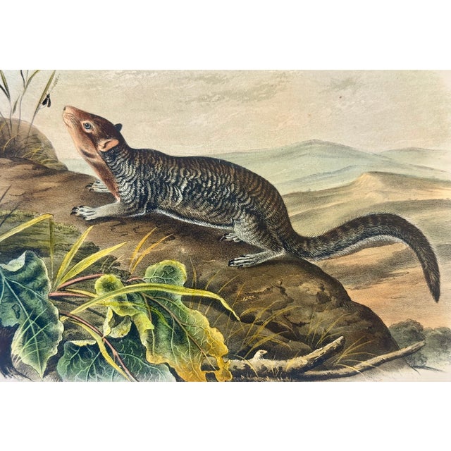 Mid 19th Century Large-Tailed Ground Squirrel Lithograph – Original Audubon 1st Edition Print, 1842 For Sale - Image 5 of 5