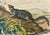 Mid 19th Century Large-Tailed Ground Squirrel Lithograph – Original Audubon 1st Edition Print, 1842 For Sale - Image 5 of 5