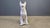 Vintage Concrete Guard Dog Sculpture, 1960s For Sale - Image 9 of 15