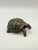 A finely crafted bronze tortoise sculpture, rendered with remarkable realism and lifelike detail. Weighing a sturdy 1 lb,...