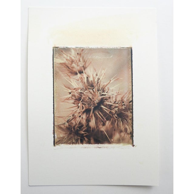 Late 20th century photograph on paper by Eric C. Weller (20th century) Texas. Unsigned, sepia tonal image of a spikey...