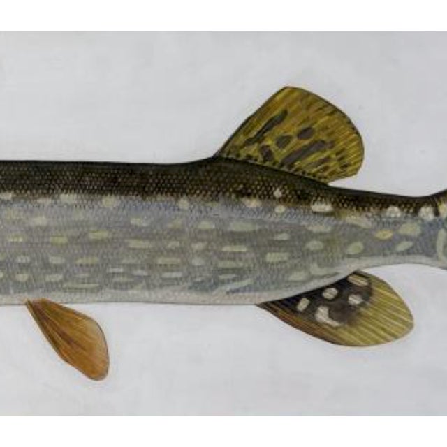 Late 20th Century Douglas Tibbitts (New Hampshire, Contemporary), Northern Pike., Acrylic on Paper For Sale - Image 4 of 5