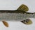 Late 20th Century Douglas Tibbitts (New Hampshire, Contemporary), Northern Pike., Acrylic on Paper For Sale - Image 4 of 5