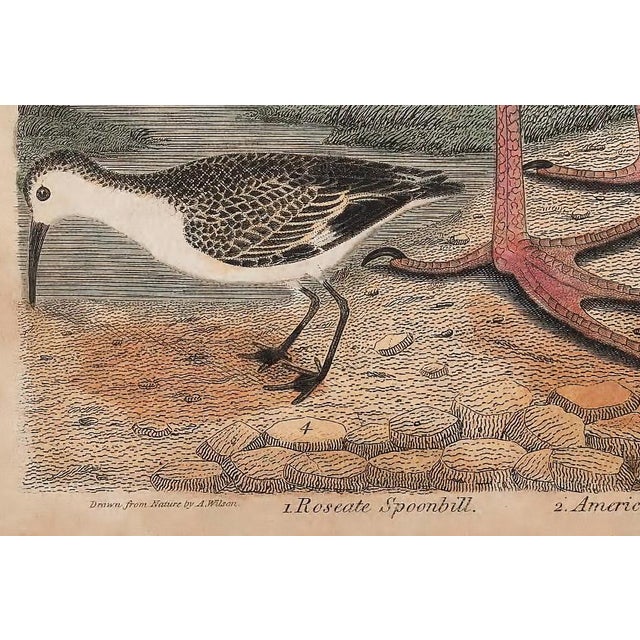 Antique Reproduction Pink Bird Coastal Print (Early 1800s) - 24" X 30" For Sale - Image 4 of 6
