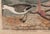 Antique Reproduction Pink Bird Coastal Print (Early 1800s) - 24" X 30" For Sale - Image 4 of 6