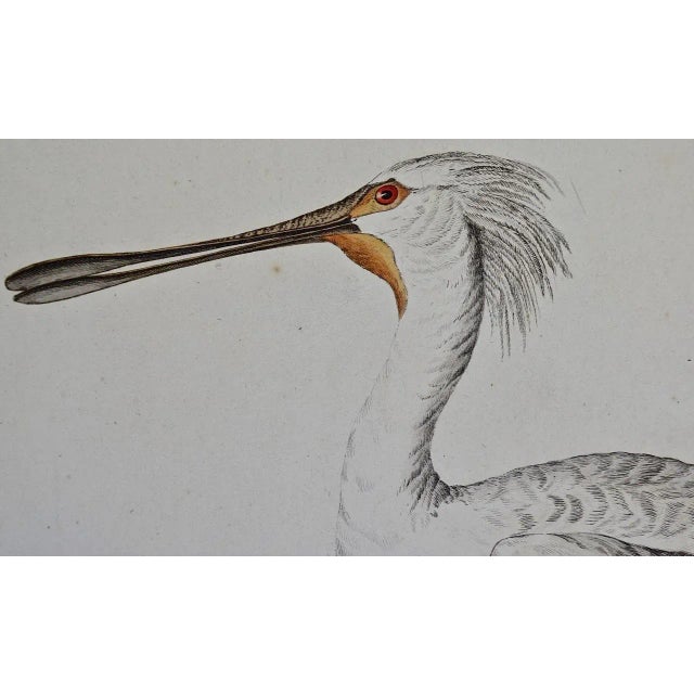 Spoonbill "Platalea Leucorodia": An 18th Century Hand-Colored Engraving by Cornelis Nozeman and Jan Christiaan Sepp, 1789 For Sale - Image 4 of 7