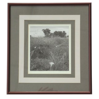 1975 Field Flowers Fort Huachuca Arizona Photograph For Sale