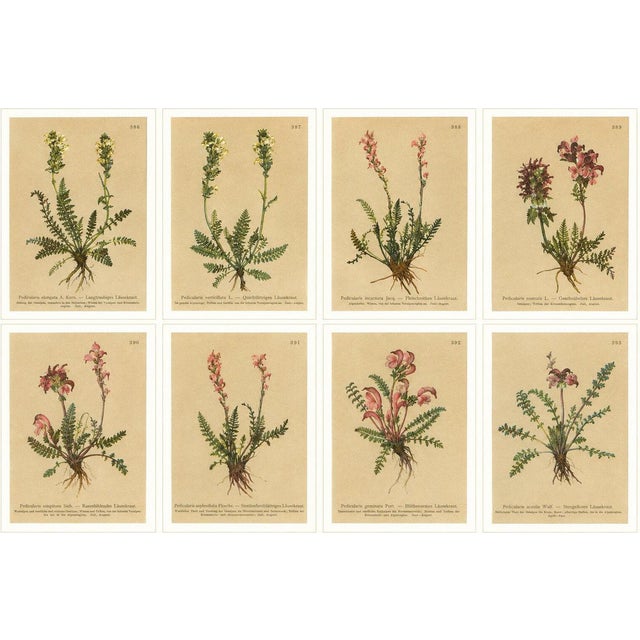 After Anton Hartinger, Pedicularis Wildflower from the Alps, 1897, Chromolithograph, Set of 8 For Sale