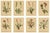 After Anton Hartinger, Pedicularis Wildflower from the Alps, 1897, Chromolithograph, Set of 8 For Sale