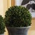 Farmhouse Boxwood Ball 12" For Sale - Image 3 of 5