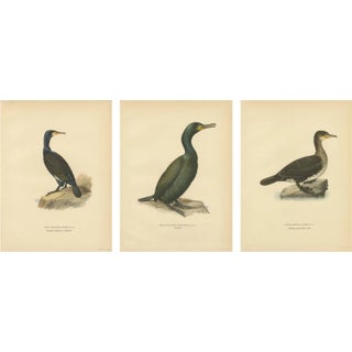 Antique Cormorant Bird Lithographs, Sweden, 1929, Set of 3 For Sale