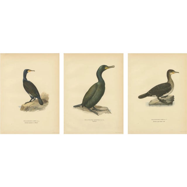 Antique Cormorant Bird Lithographs, Sweden, 1929, Set of 3 For Sale