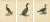 Antique Cormorant Bird Lithographs, Sweden, 1929, Set of 3 For Sale