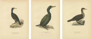 Antique Cormorant Bird Lithographs, Sweden, 1929, Set of 3