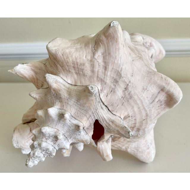 Shell Large Vintage Conch Shell For Sale - Image 7 of 9
