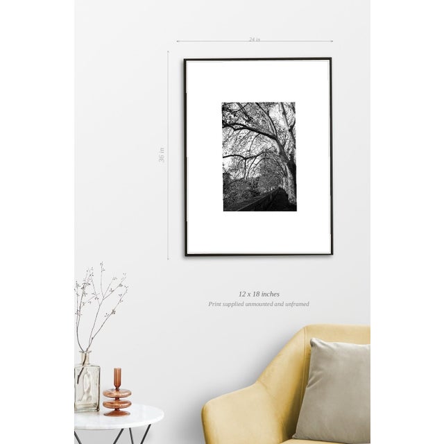 Paul Cooklin, Treeline, River Tiber, Rome, Edition of 50 For Sale - Image 4 of 7