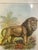 Classic vintage illustration depicting a lion in profile, rendered in soft, natural tones 19th-century natural history and...