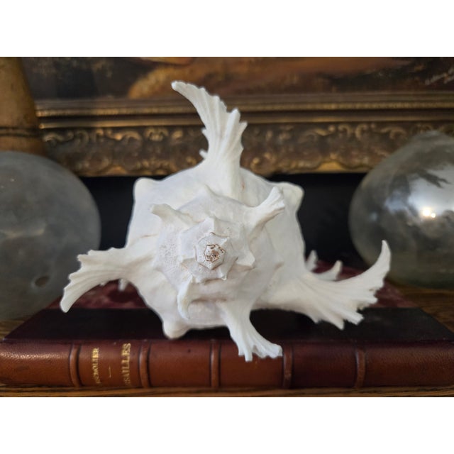 Large White Specimen Murex Seashell With Pink Aperture For Sale - Image 12 of 17