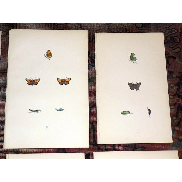 Realism Antique 19th Century Hand Colored Butterfly Lithographs - Set of 6 For Sale - Image 3 of 7