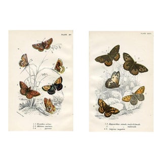 1896, Butterfly Prints Including Grayling, Original Antique Lithographs, England, a Pair For Sale