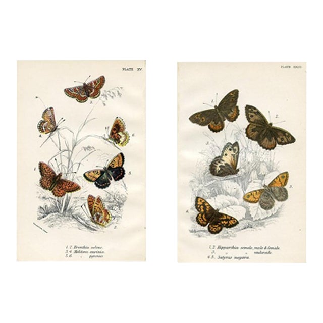 1896, Butterfly Prints Including Grayling, Original Antique Lithographs, England, a Pair For Sale