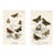 1896, Butterfly Prints Including Grayling, Original Antique Lithographs, England, a Pair For Sale