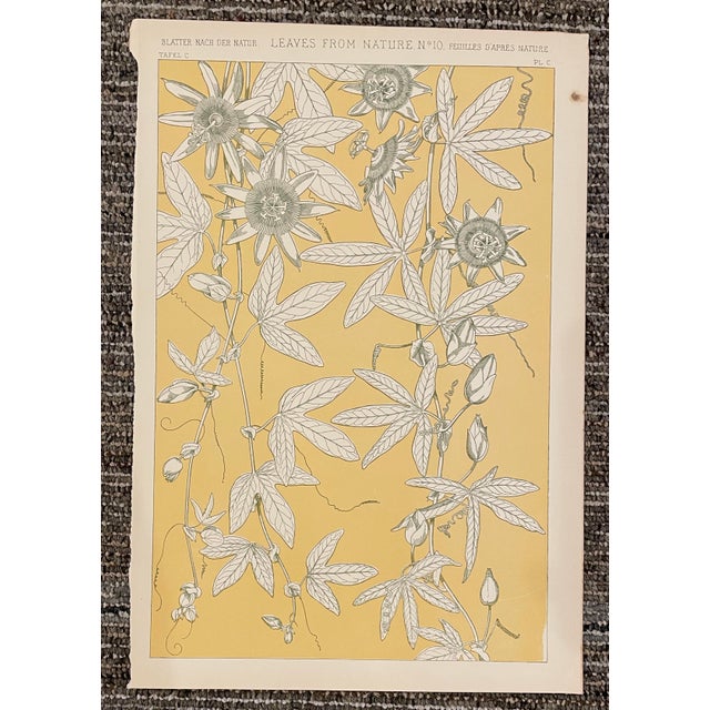 Set of Four Leaves From Nature Chromolithographs From Grammar of Ornament by Owen Jones For Sale - Image 4 of 5