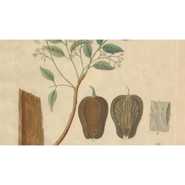 Swietenia Mahagoni, 1800s, Paper For Sale - Image 4 of 10