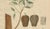 Swietenia Mahagoni, 1800s, Paper For Sale - Image 4 of 10