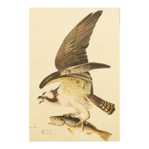 1966 Vintage Cottage Print "Fish Hawk" After John James Audubon