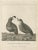 California Quail Pair, 1798, Print For Sale - Image 6 of 10