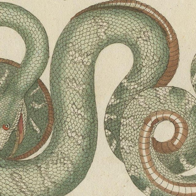 Bertuch, Two Patterned Snakes in Coils, 1805, Print For Sale - Image 4 of 12