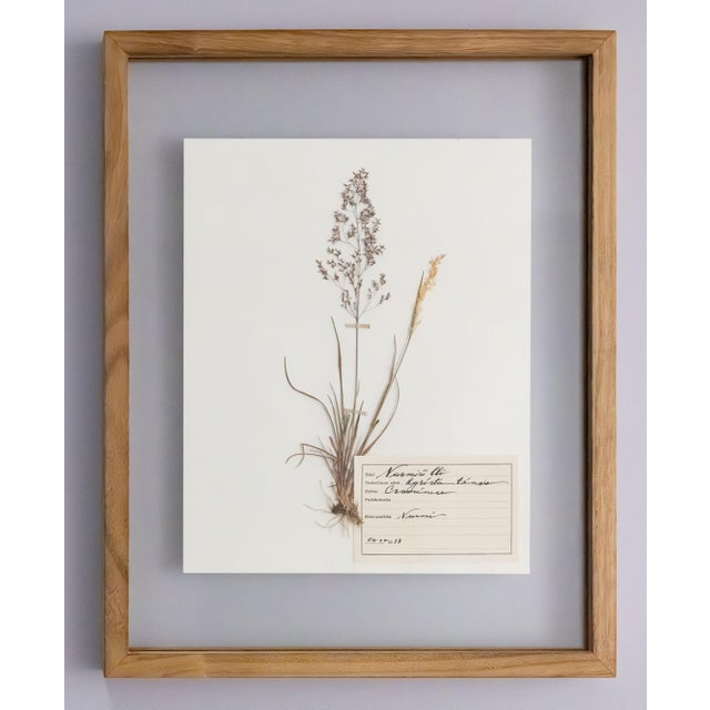Custom Framed Antique Finnish Herbarium Botanical Specimens (Floating Photo Picture Frame) For Sale In Houston - Image 6 of 9