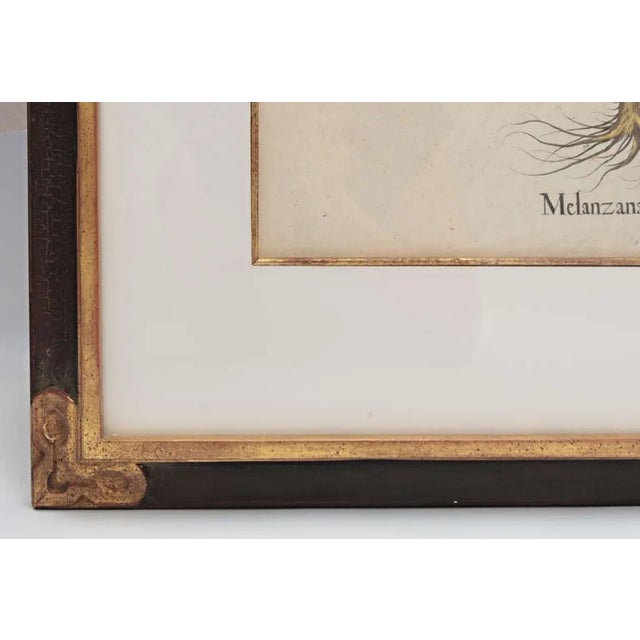 Basil Besler, 1561-1629, original in beautiful black and gold frame.