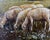 Green Gino Federici, Shepherd with Flock, Oil on Canvas, Signed, 20th Century For Sale - Image 8 of 9