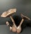Wood Vintage Carved Solid Wood Mushroom Sculpture For Sale - Image 7 of 10