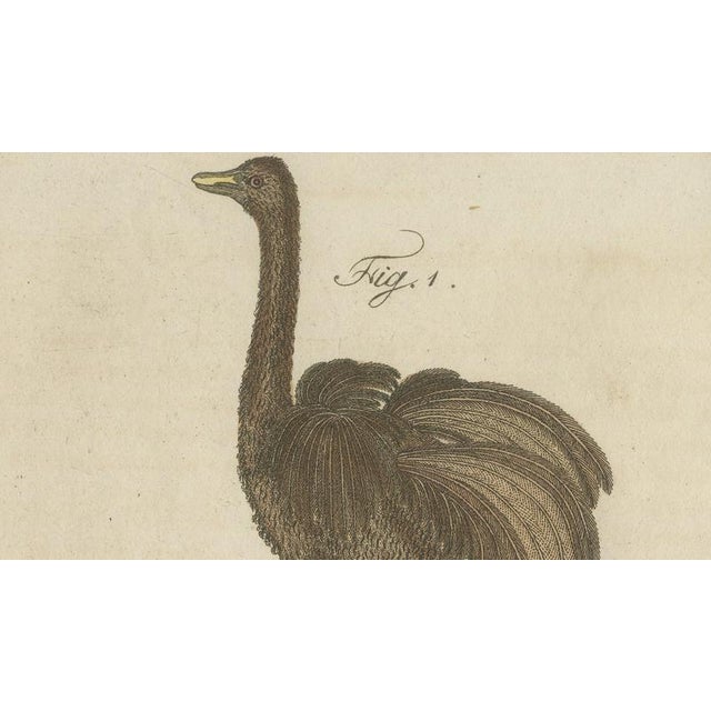 Black Antique Greater Rhea and Black Swan Engraving from Bertuch, 1798 For Sale - Image 8 of 9