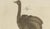 Black Antique Greater Rhea and Black Swan Engraving from Bertuch, 1798 For Sale - Image 8 of 9