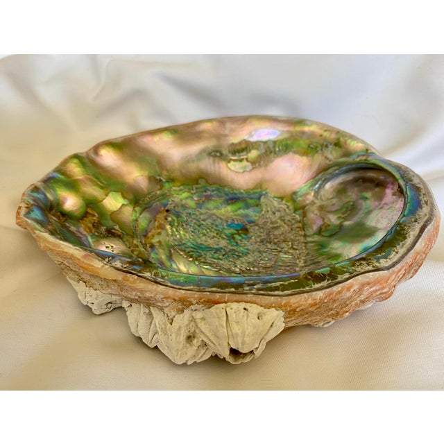 Large Mid 20th Century Red Abalone Shell, Haliotis Rufescens For Sale - Image 10 of 13