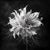 Contemporary 20" X 20" 'Love-in-a-Mist Flower' - Black and White Floral Photography Print For Sale - Image 3 of 4
