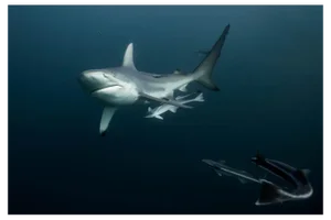 Peaceful Strength Sharks, 2017, Limited Fine Art Print